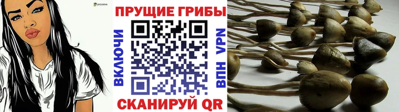 OMG зеркало  Люберцы  мориарти клад  что такое   Псилоцибиновые грибы GOLDEN TEACHER 